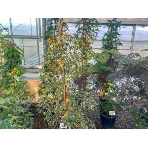 Ambrovník styraxový (Liquidambar Styraciflua) ´VARIEGATA´ - výška 100-125 cm, kont. C10L
